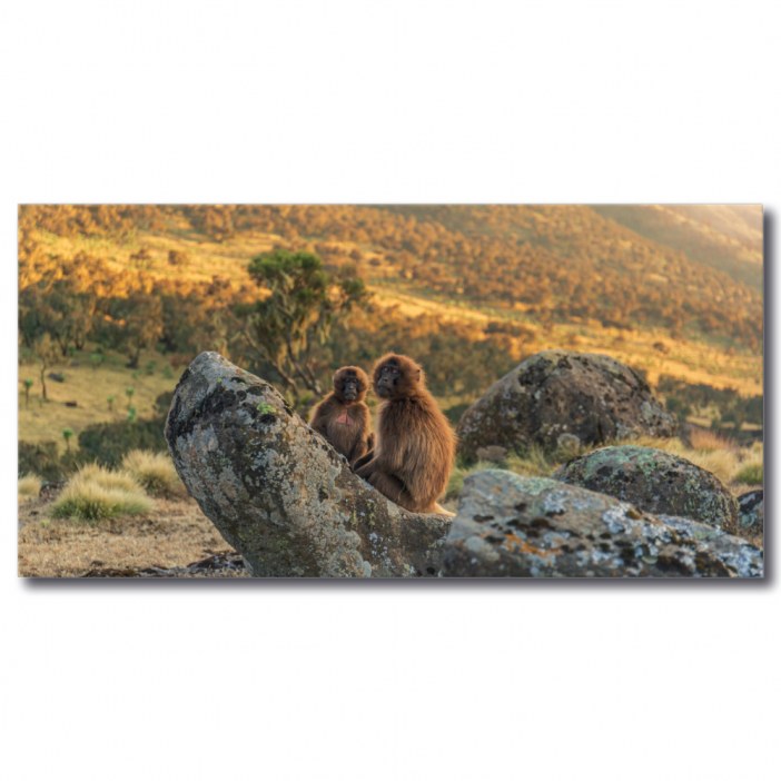 Tableau Deux singes dans la savane Tableau Animaux Tableau Singe