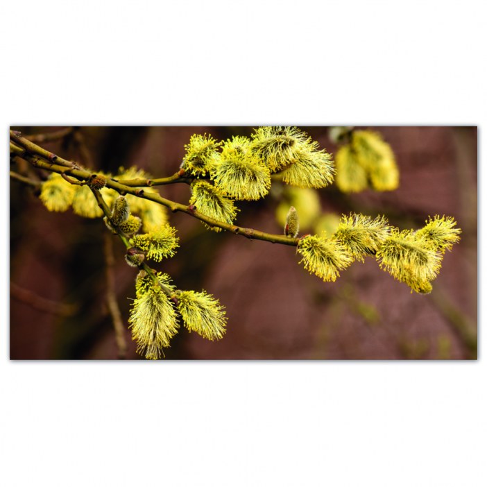 Tableau Branches jaunâtres dans la nature Tableau Fleur Tableau Nature