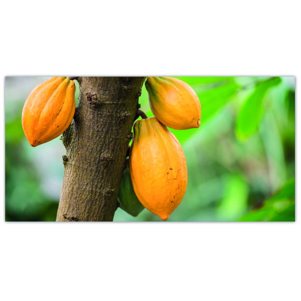 Tableau Le cacao dans la nature Tableau Cuisine Tableau Nature taille: XXS|XS|S|M|L|XL|XXL