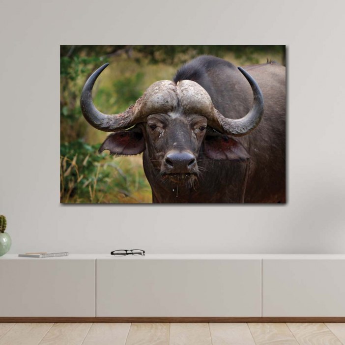 Quadro retrato de búfalo