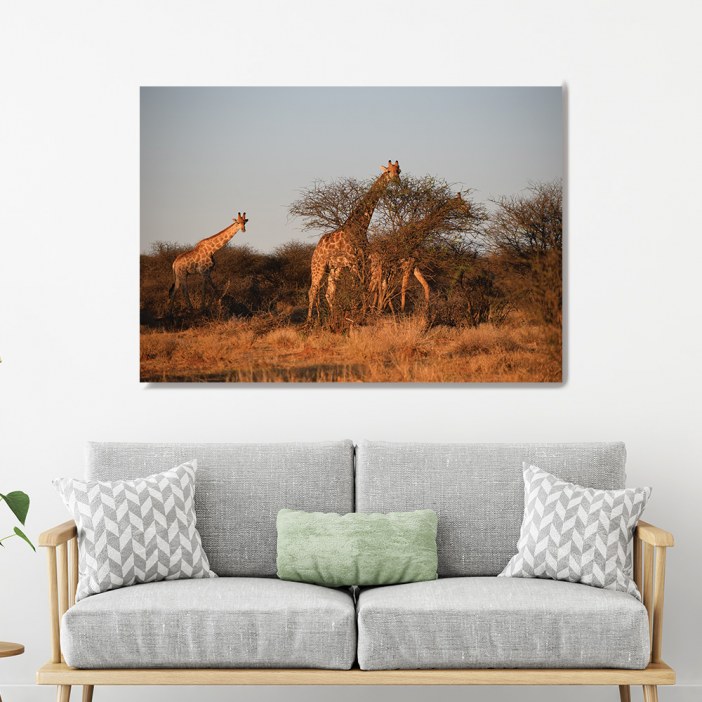 Quadro 3 girafas na savana